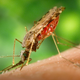 Illustration for article titled Can the United States Cope With a Resurgence of Tropical Disease?